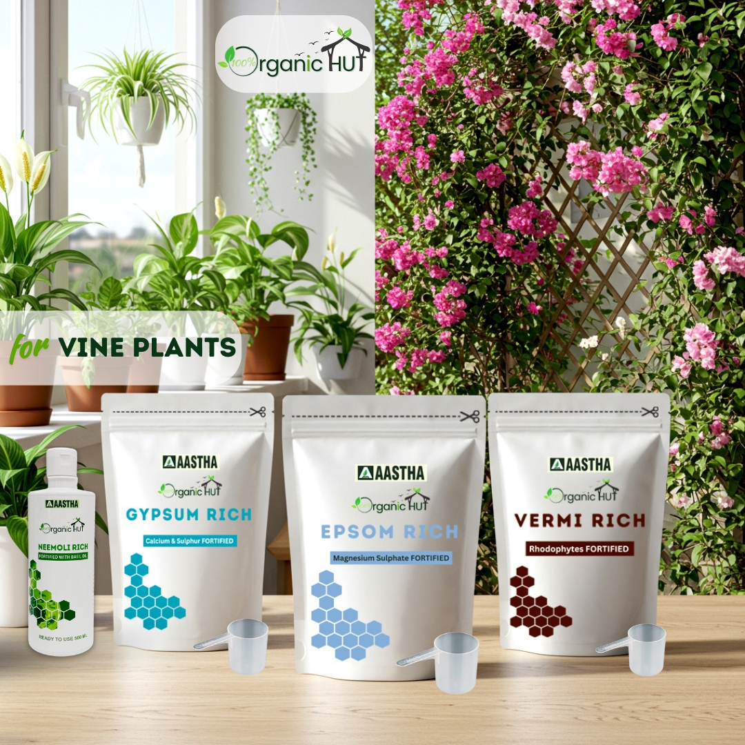 Vine Plants Indoor & Outdoor in Kitchen Gardening